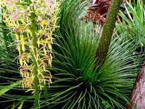 Agave geminiflora