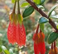 Agapetes serpens