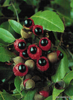 Load image into Gallery viewer, Large Grade Alectryon excelsa - Titoki
