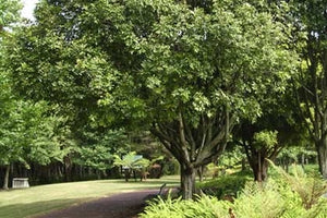 Large Grade Alectryon excelsa - Titoki