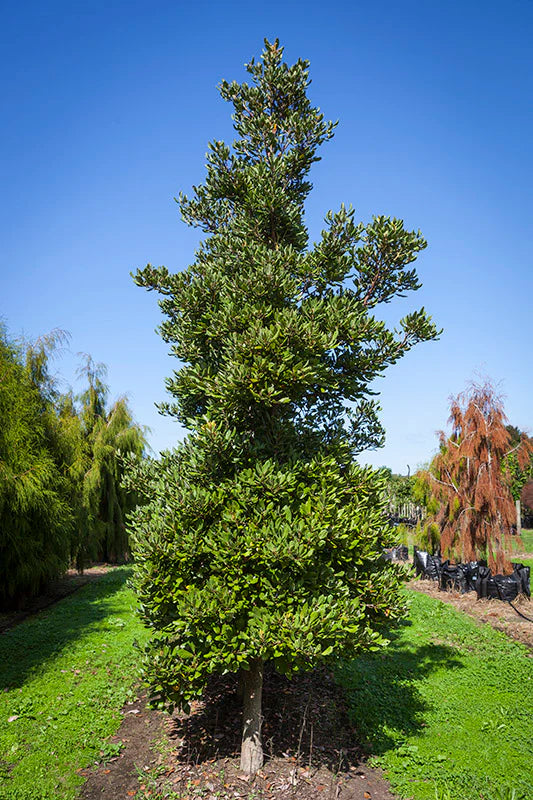 Large Grade Beilschmiedia taraire