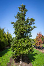 Load image into Gallery viewer, Large Grade Beilschmiedia taraire
