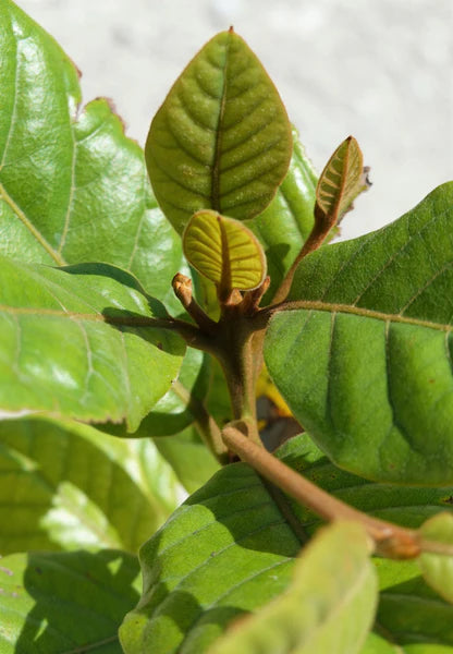 Large Grade Beilschmiedia taraire