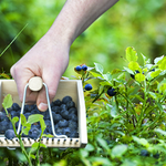 Load image into Gallery viewer, Wooden Berry Picker

