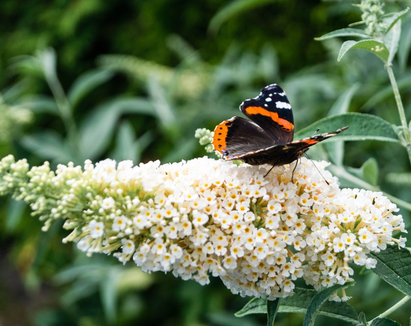 Buddleia davidii 'White Bouquet'