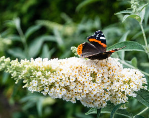 Buddleia davidii 'White Bouquet'