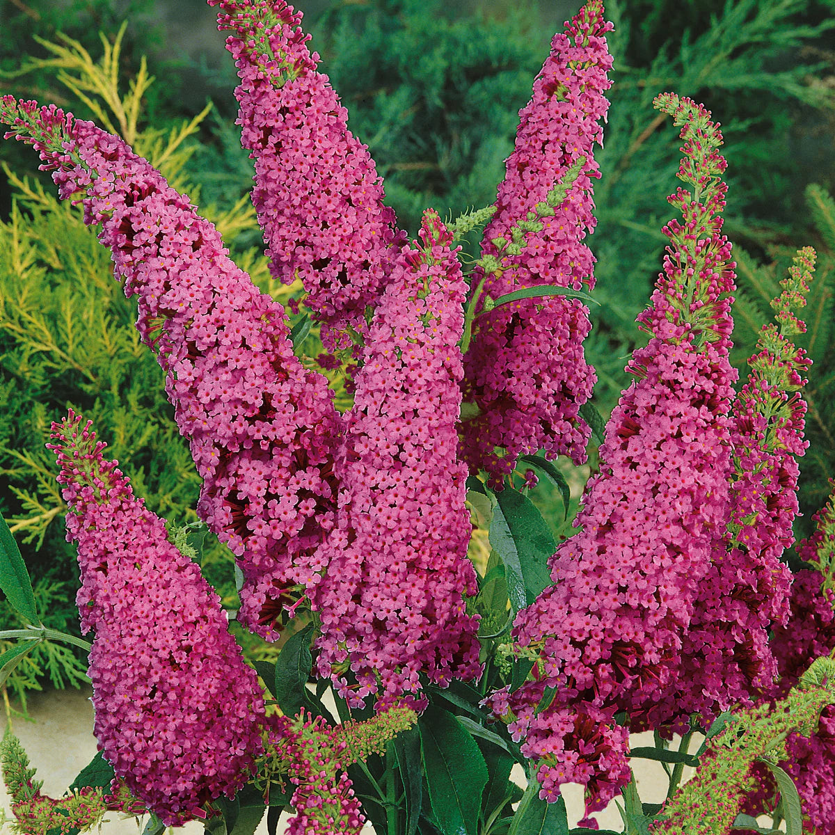 Buddleia davidii 'Royal Red'