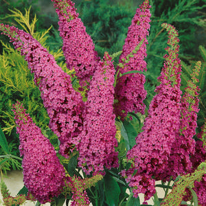 Buddleia davidii 'Royal Red'