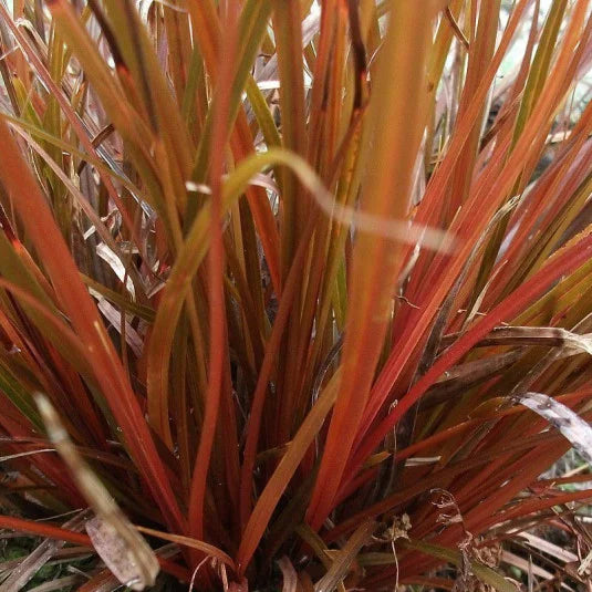 Carex uncinata 'Rubra'