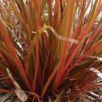 Load image into Gallery viewer, Carex uncinata &#39;Rubra&#39;
