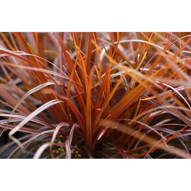 Carex uncinata 'Rubra'