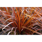 Load image into Gallery viewer, Carex uncinata &#39;Rubra&#39;
