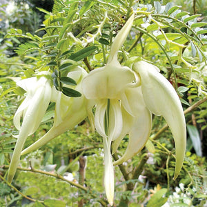 Large Grade Clianthus Albus