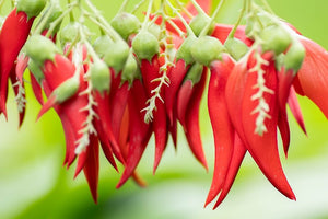 Large Grade Clianthus 'Kaka King'