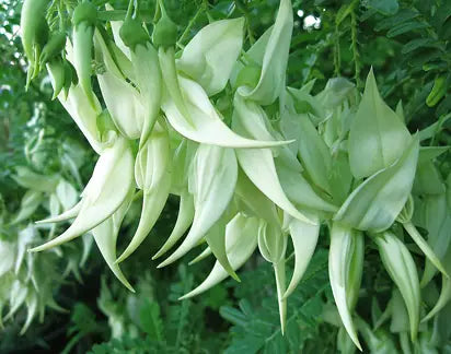 Large Grade Clianthus Albus