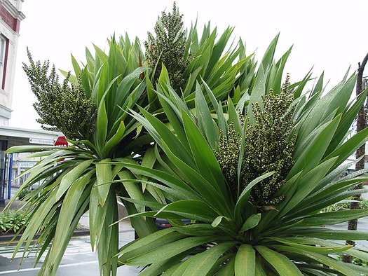 Cordyline 'Green Goddess'