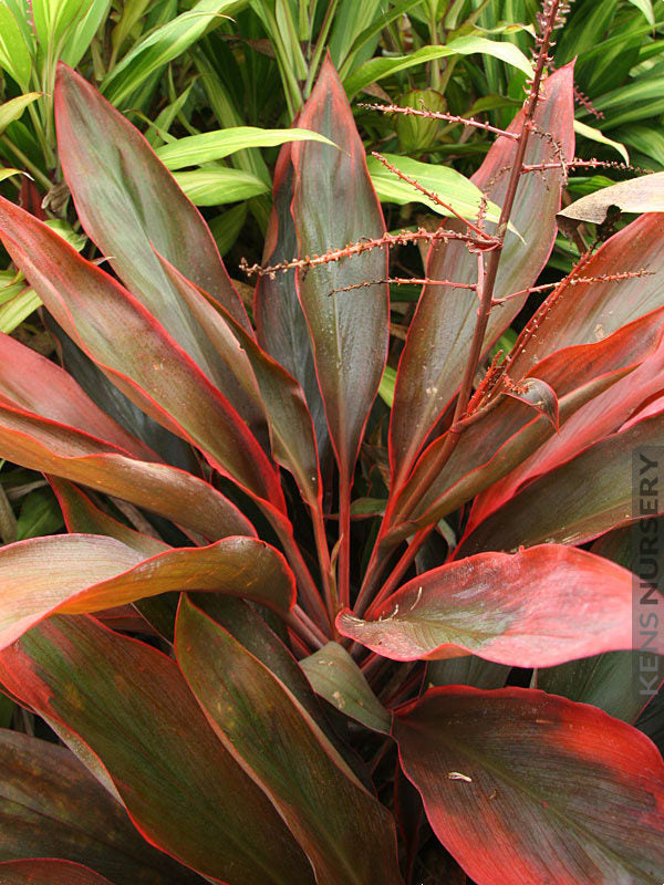 Cordyline fruticosa 'Compacta Orange'