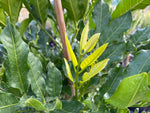 Load image into Gallery viewer, Large Grade Dysoxylum spectibile
