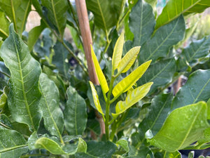 Large Grade Dysoxylum spectibile