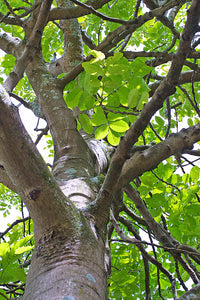 Large Grade Dysoxylum spectibile