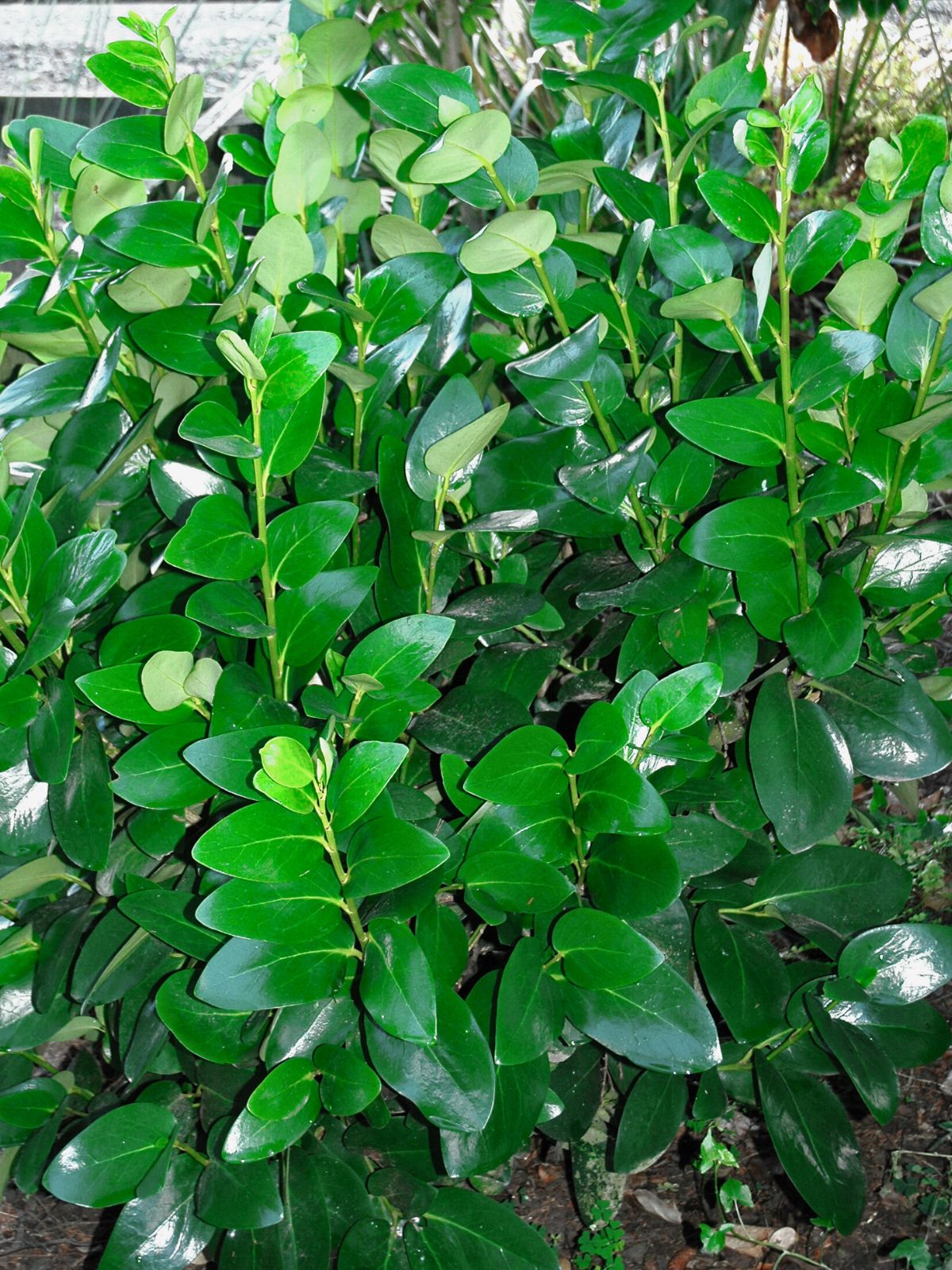 Griselinea lucida
