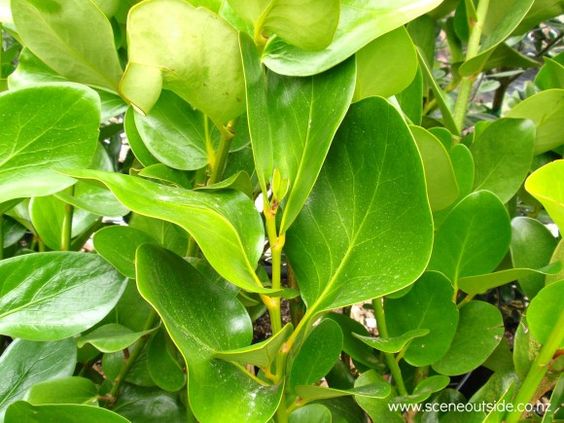 Griselinea lucida
