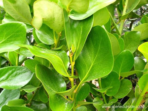 Griselinea lucida
