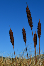 Load image into Gallery viewer, Grounded Art - Rusty Raupo 1500mm
