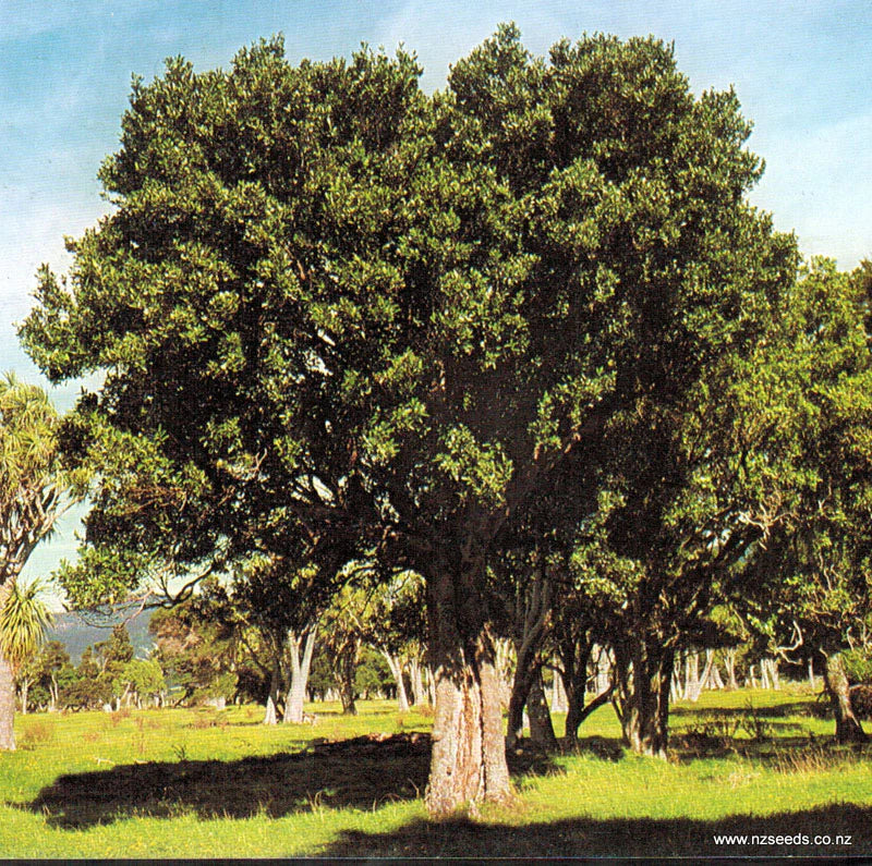 Large Grade Hedycarya arborea - Pigeonwood