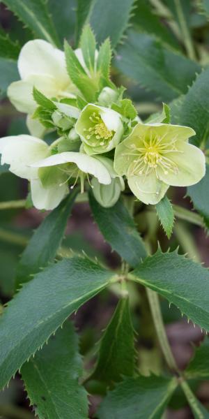 Helleborus argutifolius