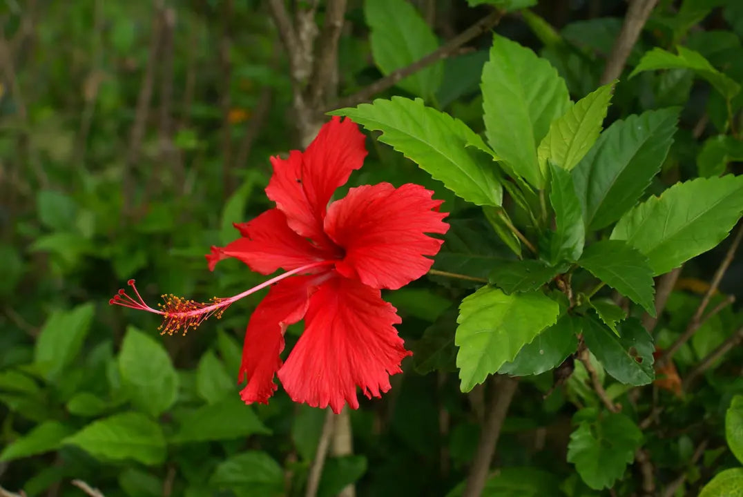 Hibiscus 'Psyche'