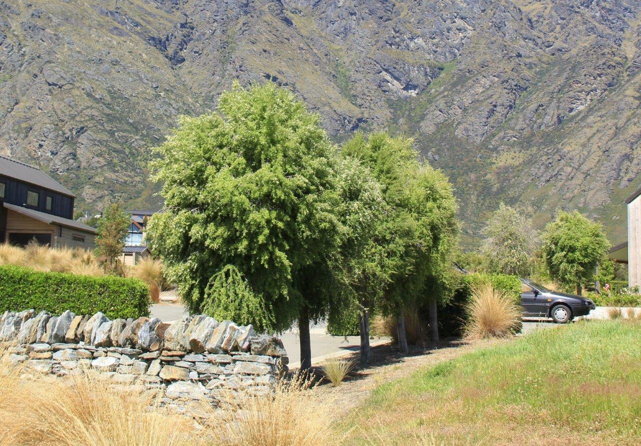 Large Grade Hoheria angustifolia