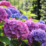 Load image into Gallery viewer, Hydrangea macrophylla &#39;Renate Steiniger&#39;

