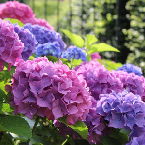 Hydrangea macrophylla 'Renate Steiniger'