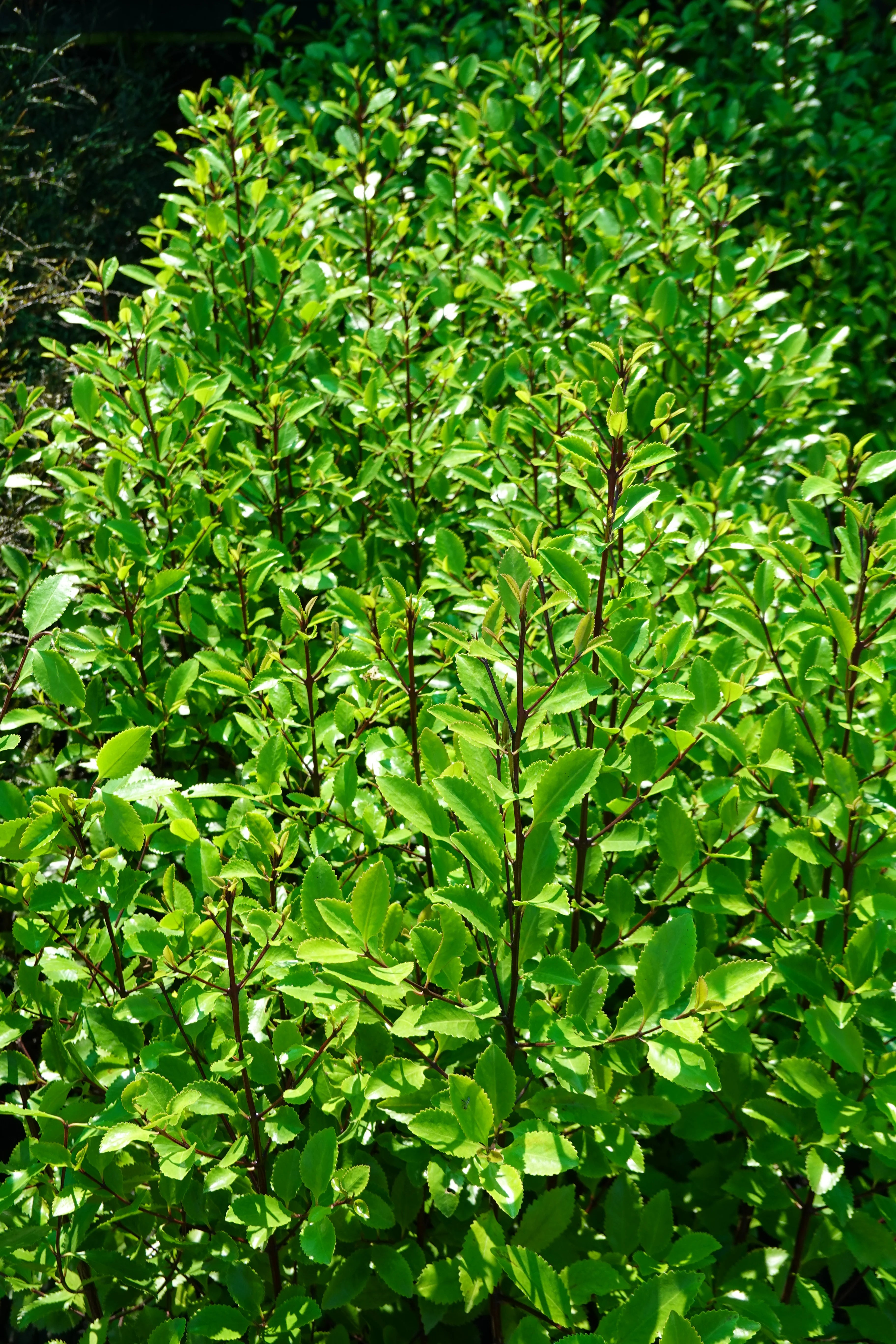 Large Grade Laurelia novae-zelandiae - Puketea