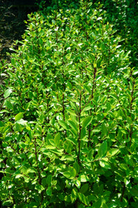 Large Grade Laurelia novae-zelandiae - Puketea