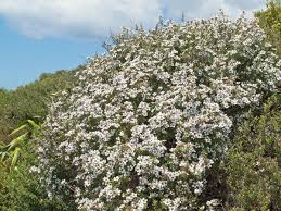 Large Grade Leptospermum scoparium