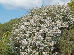 Load image into Gallery viewer, Large Grade Leptospermum scoparium
