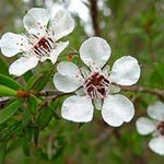 Load image into Gallery viewer, Large Grade Leptospermum scoparium
