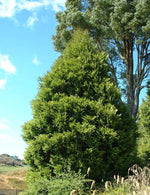 Load image into Gallery viewer, Large Grade Librocedrus plumosa - Kawaka
