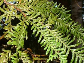 Large Grade Librocedrus plumosa - Kawaka