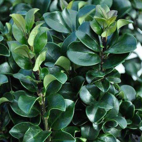Ligustrum rotundifolium