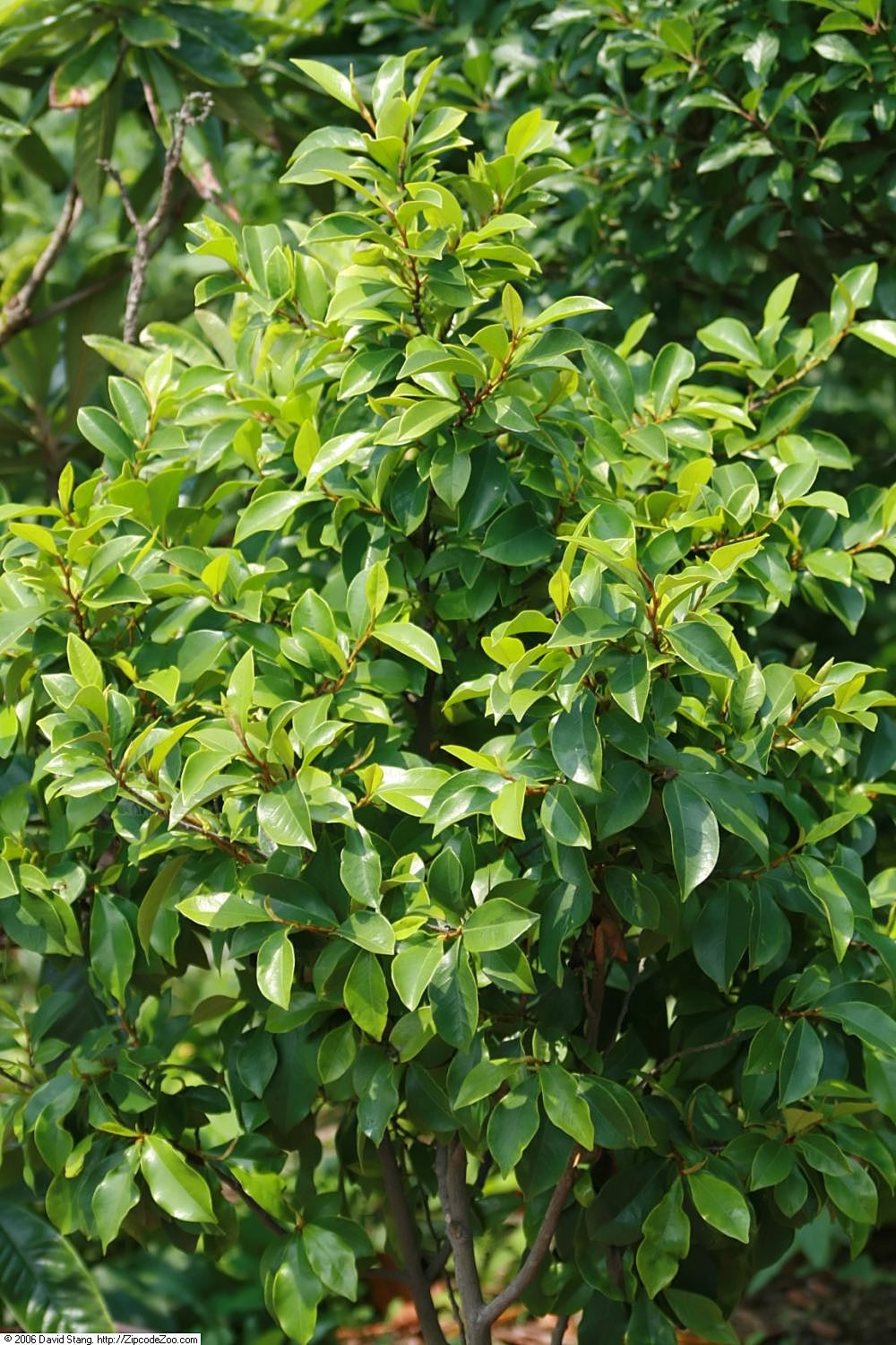 Large Grade Michelia figo