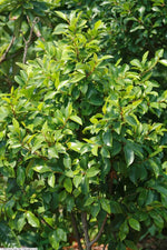 Load image into Gallery viewer, Large Grade Michelia figo
