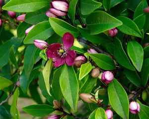 Large Grade Michelia figo