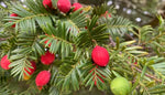 Load image into Gallery viewer, Large Grade Prumnopitys ferrugineus - Miro
