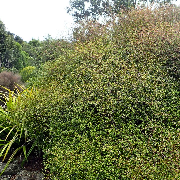 Large Grade Muehlenbeckia astonii