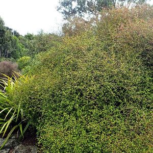 Large Grade Muehlenbeckia astonii