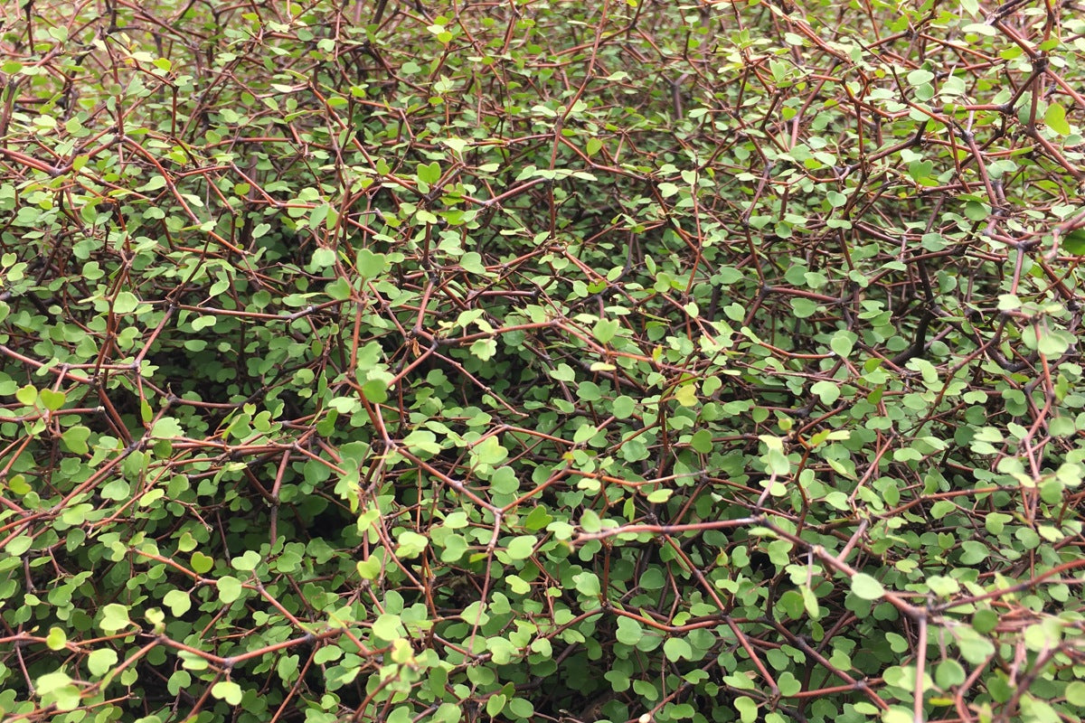 Large Grade Muehlenbeckia astonii