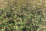 Load image into Gallery viewer, Large Grade Muehlenbeckia astonii
